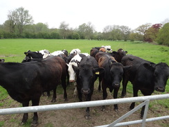 P2012DSC00112	Inquisitive cows.