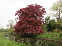 P2012DSC09933	A tree beside the Stour near Stoke-by-Clare.