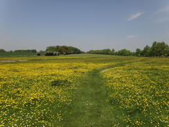 P2012DSC00213	A carpet of flowers near Long Melford church.