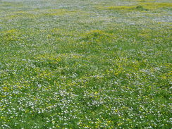 P2012DSC00258	A carpet of flowers.