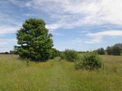 P2012DSC00716	Following the Essex Way east from Fordham.