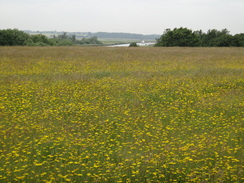 P2012DSC00811	A colourful field.