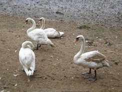 P2012DSC01508	Swans on the foreshore in Mistley.