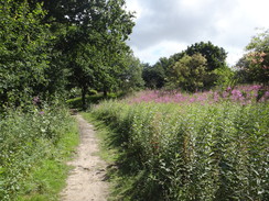 P2012DSC01601	The path through Copperas Wood.