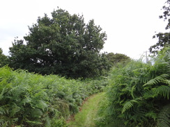 P2012DSC01805	The path heading south from Covehithe.