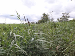 P2012DSC01815	Trying to make my way across the Pottersbridge Marshes.