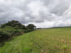 P2012DSC01817	The edge of the field alongside the Pottersbridge Marshes.