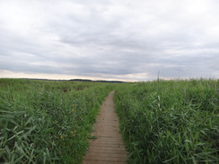 P2012DSC01902	The footpath beside the Dunwich River.