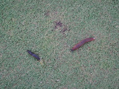 P2012DSC01914	Juicy slugs.