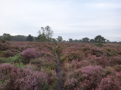 P2012DSC01964	The path across Dunwich Heath.