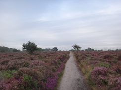 P2012DSC01970	The path across Dunwich Heath.