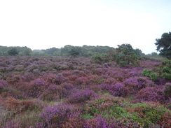 P2012DSC01972	The path across Dunwich Heath.