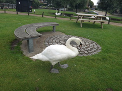 P2012DSC02053	A swan at Thorpeness.