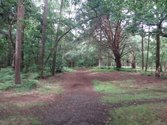 P2012DSC02075	Following the Sailor's Path westwards through Black Heath Wood.