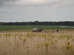 P2012DSC02104	A horse and cart on the marshes near Snape Maltings.