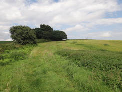 P2012DSC02124	Following the path southwestwards towards Chillesford.