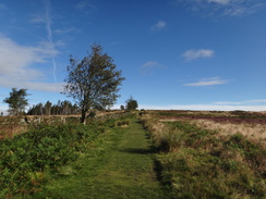 P2012DSC02882	The climb onto Great Ayton Moor.