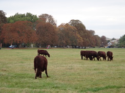 P2012DSC03609	Cows on Midsummer Common.