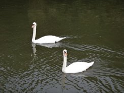 P2012DSC03613	Swans on the Cam.