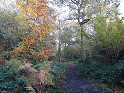 P2012DSC03815	Following the path through the woods towards the M11.