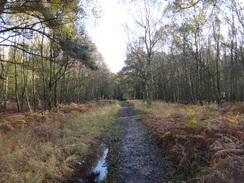 P2012DSC03822	Heading through the woods east from the M11.