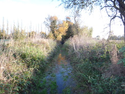 P2012DSC03914	The boggy track leading northeastwards from Cannon's Green.