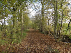 P2012DSC03975	Following the trail east towards Pleshey.