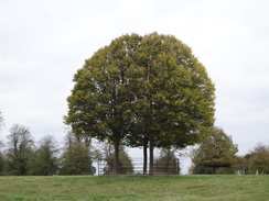 P2012DSC04006	A tree in Great Waltham deer park.