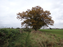 P2012DSC04018	Following the path northeastwards towards the A130.