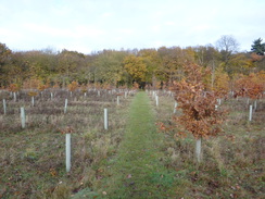 P2012DSC04090	Following the trail north towards Fairstead.