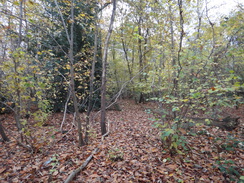 P2012DSC04262	Inside the coppice near Harrow Corner.