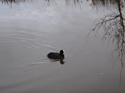 P2012DSC04393	A coot.