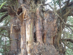 P2013DSC04964	The ancient yew at Churchtown.