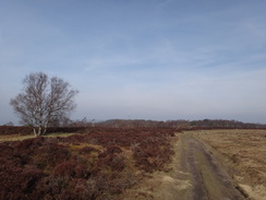 P2013DSC05051	Heading northeast along the western edge of the moor.