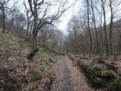 P2013DSC05455	Heading past woodland towards Hayfield.