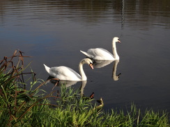 P2017DSC07067	Swans on the river.