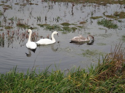 P2017DSC07267	Swans.