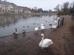 P2017DSC07307	Swans opposite The Swan.