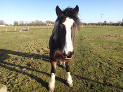 P2018DSC07489	A curious horse in Radwell.