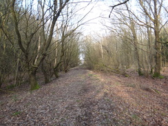 P2018DSC08000	The path through Whitfield Wood.