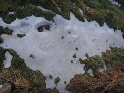 P2018DSC08124	The last few remnants of snow on the ground.