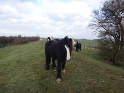 P2018DSC08146	Curious horses.