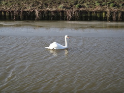 P2018DSC08169	A swan on the river.