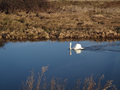 P2018DSC08325	A swan on the river.