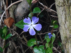 P2018DSC09283	A springtime flower.