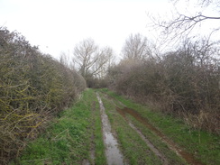 P2018DSC09436	The track becomes boggy.