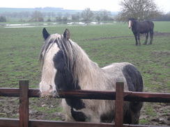 P2018DSC09536	A fed up horse.