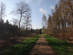 P2018DSC09686	A track through Wakerley Great Wood.