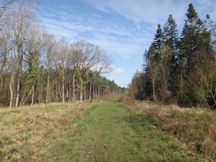 P2018DSC09720	Heading north through Westhay Wood.