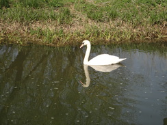 P2018DSC09953	A swan on the river.